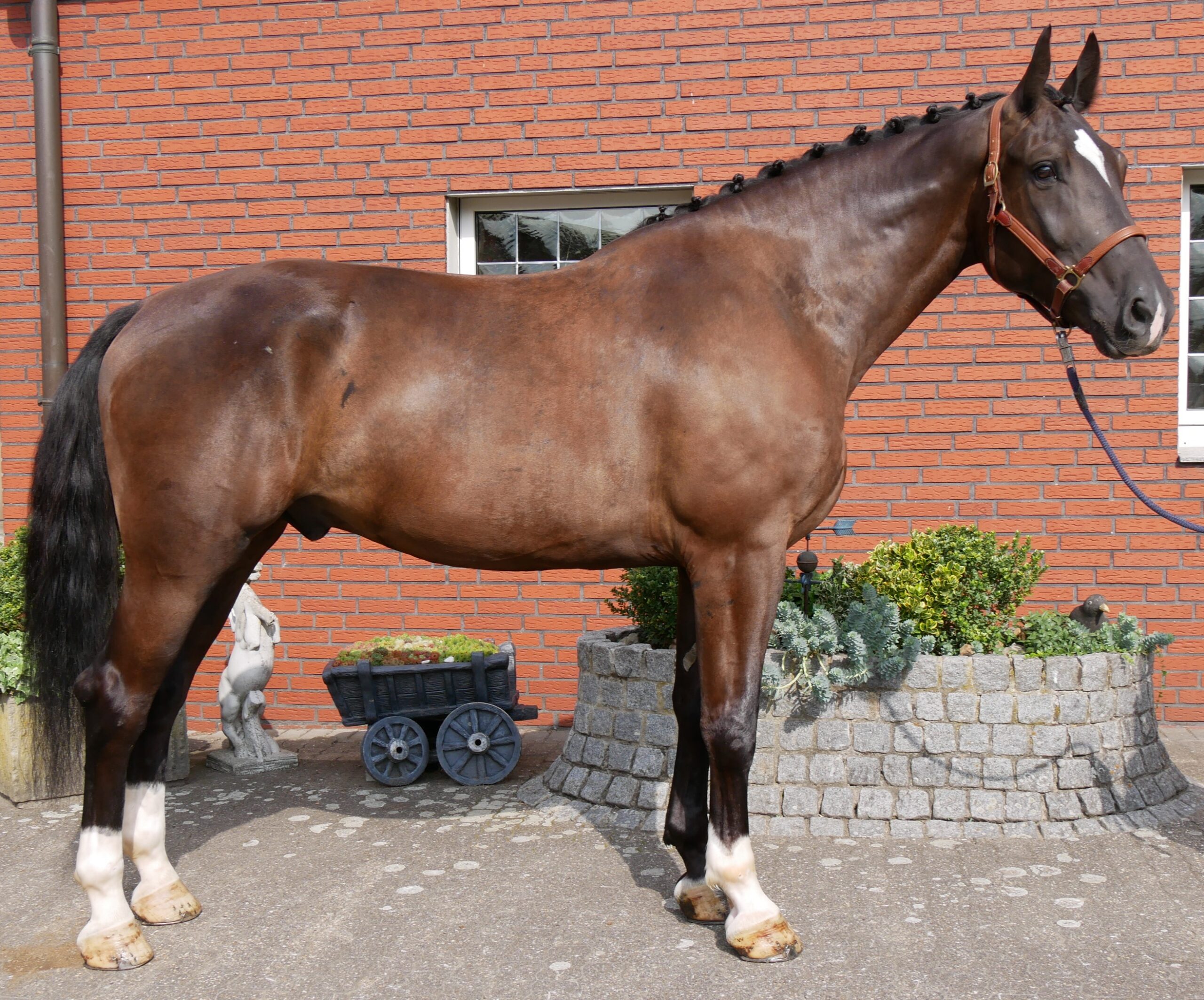 Warmblut Wallach Rys – Bild 2