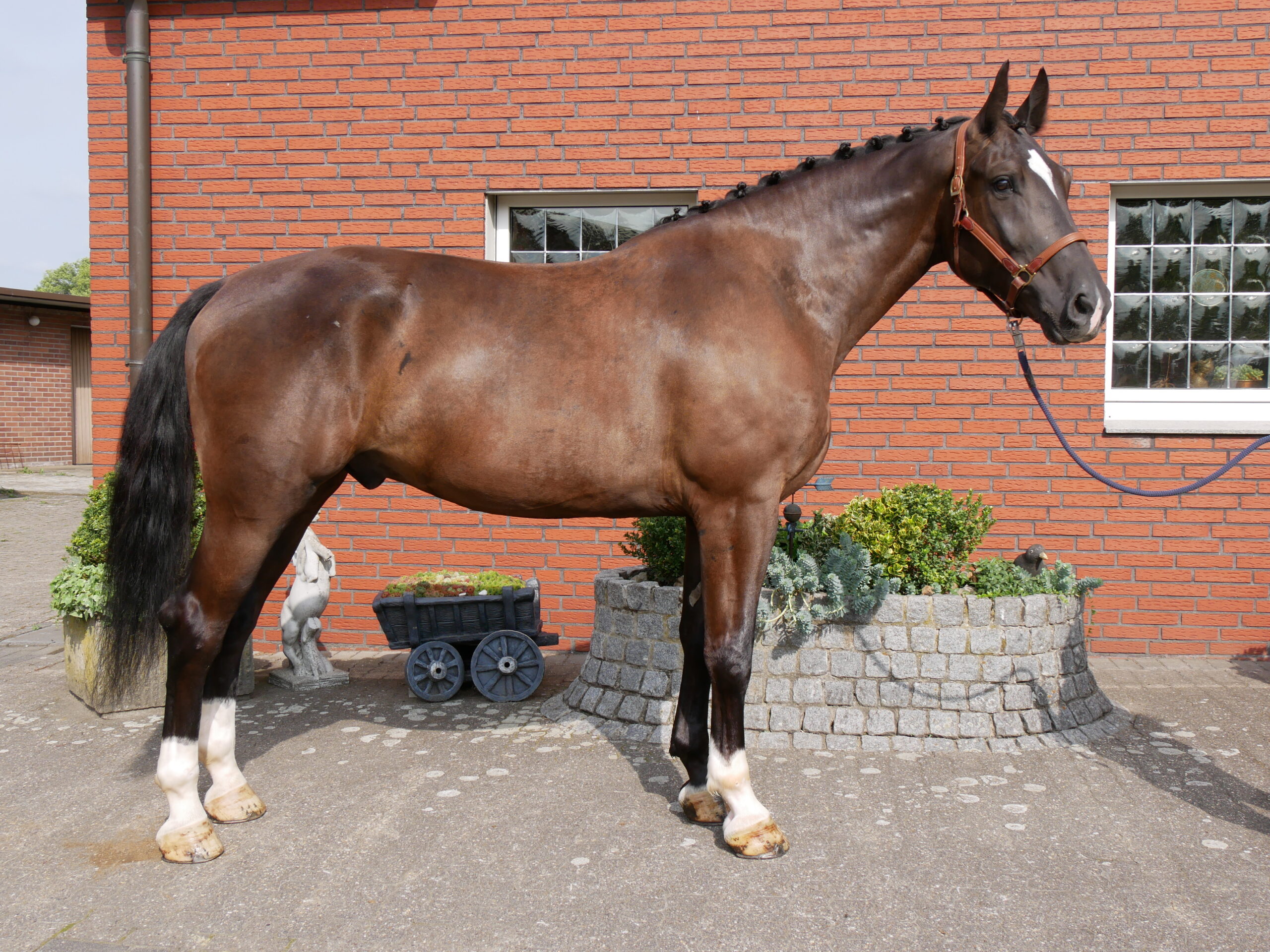 Warmblut Wallach Rys – Bild 3