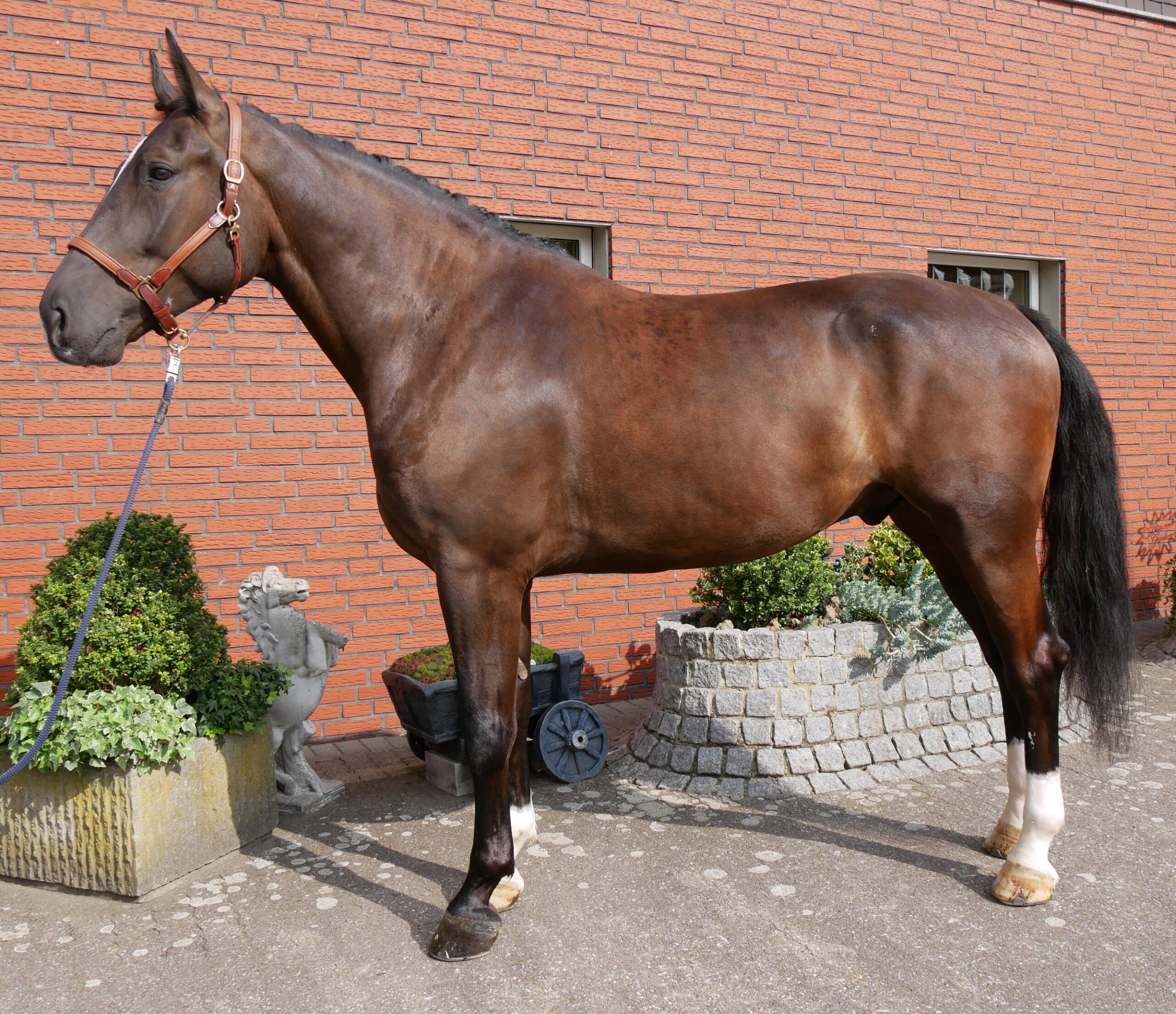 Warmblut Wallach Rys – Bild 4