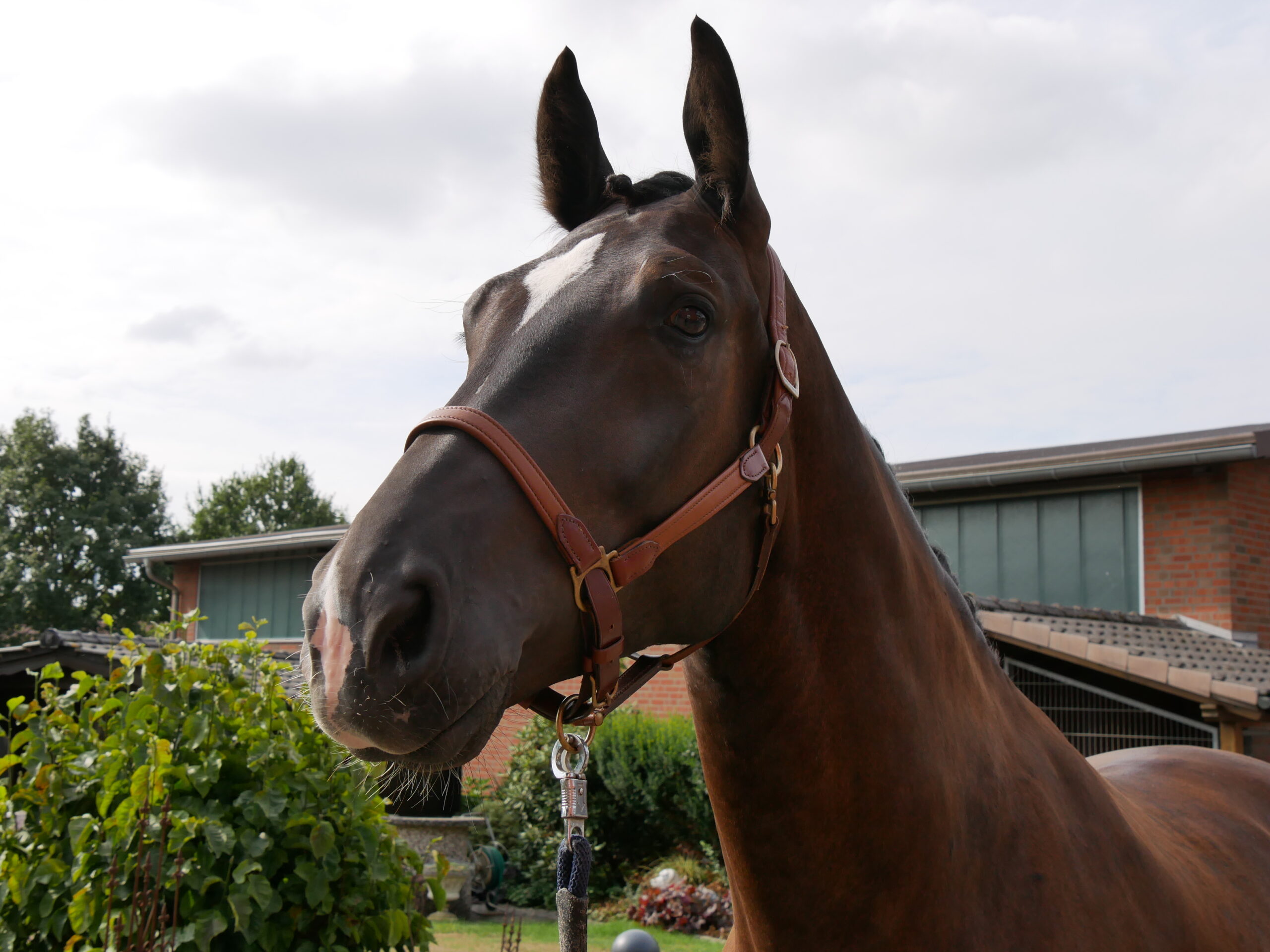 Warmblut Wallach Rys – Bild 5