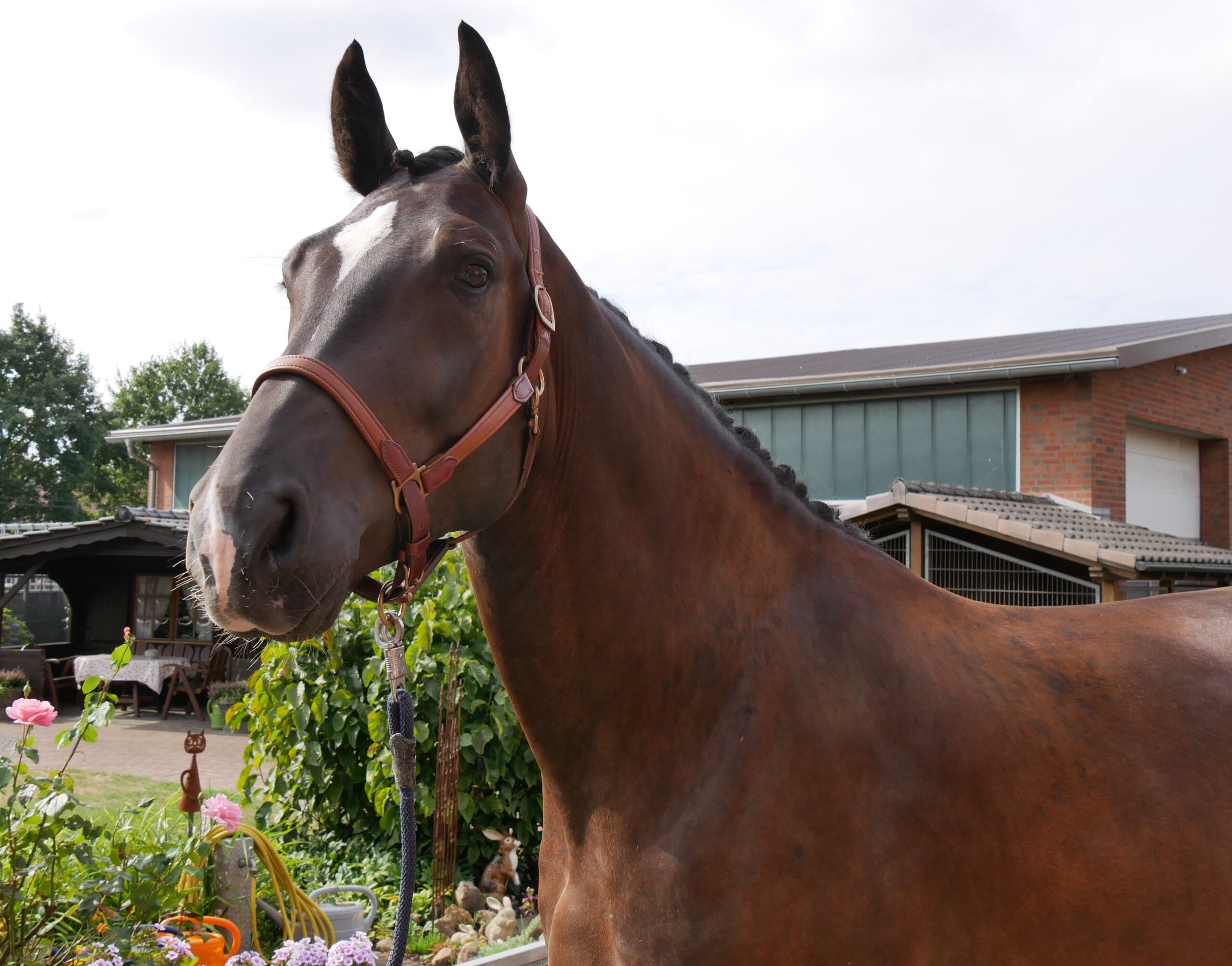 Warmblut Wallach Rys – Bild 6