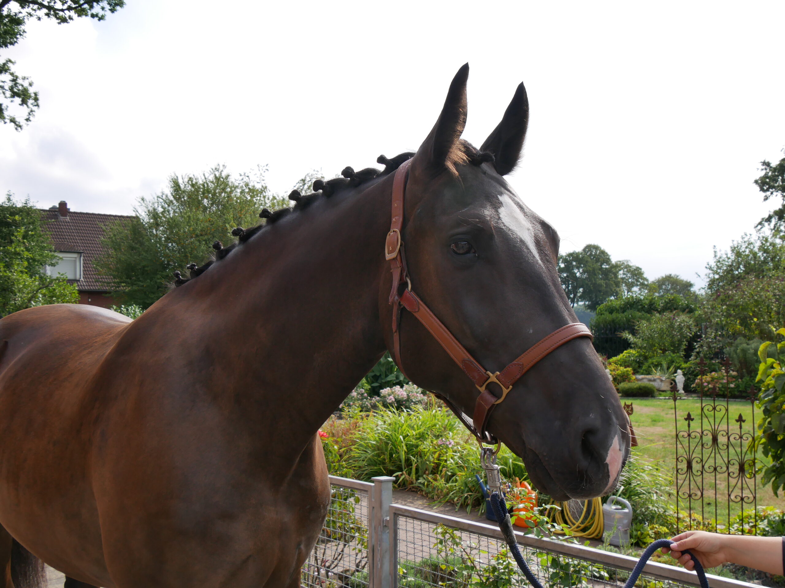 Warmblut Wallach Rys – Bild 7