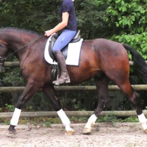 Warmblut Wallach Rys