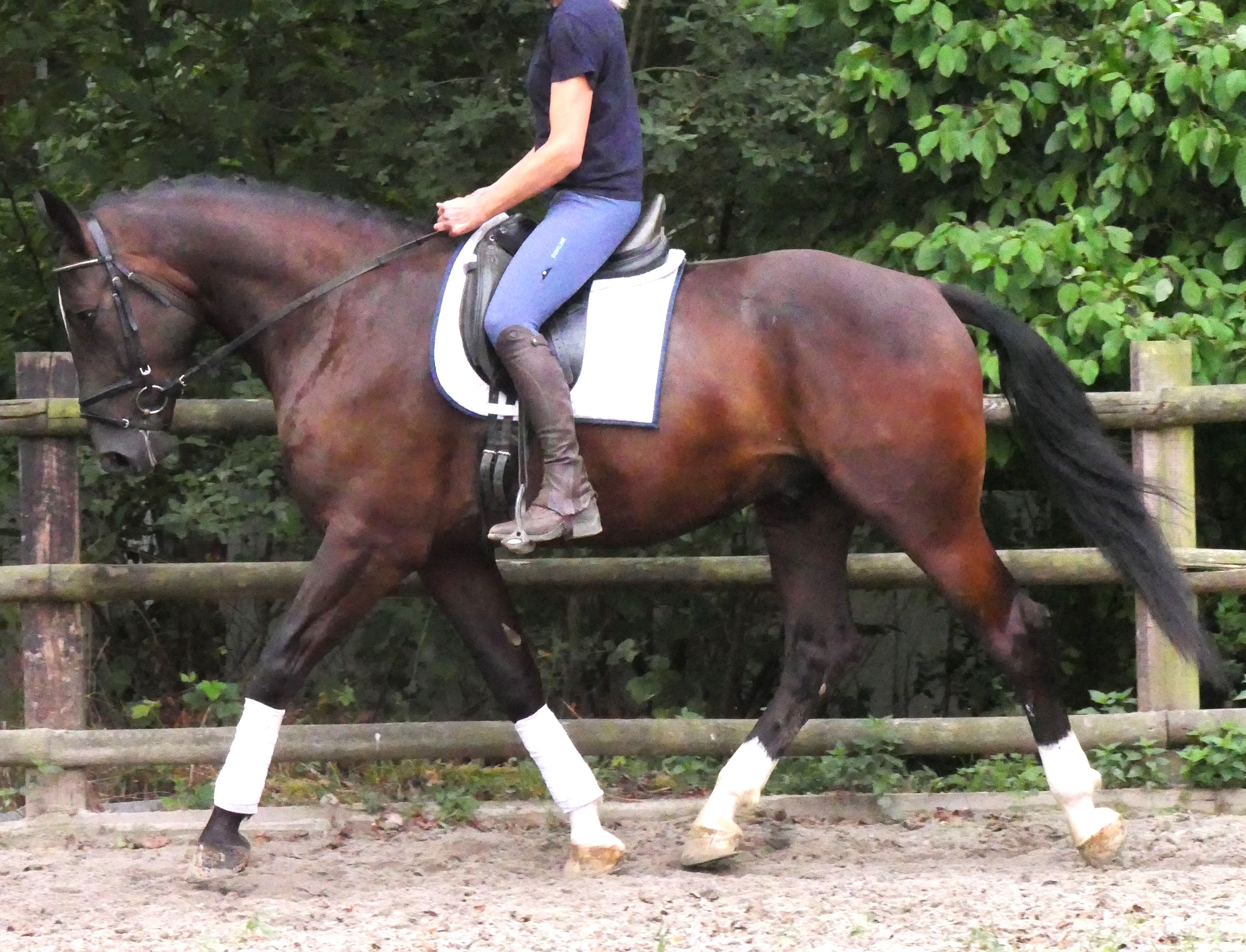 Warmblut Wallach Rys