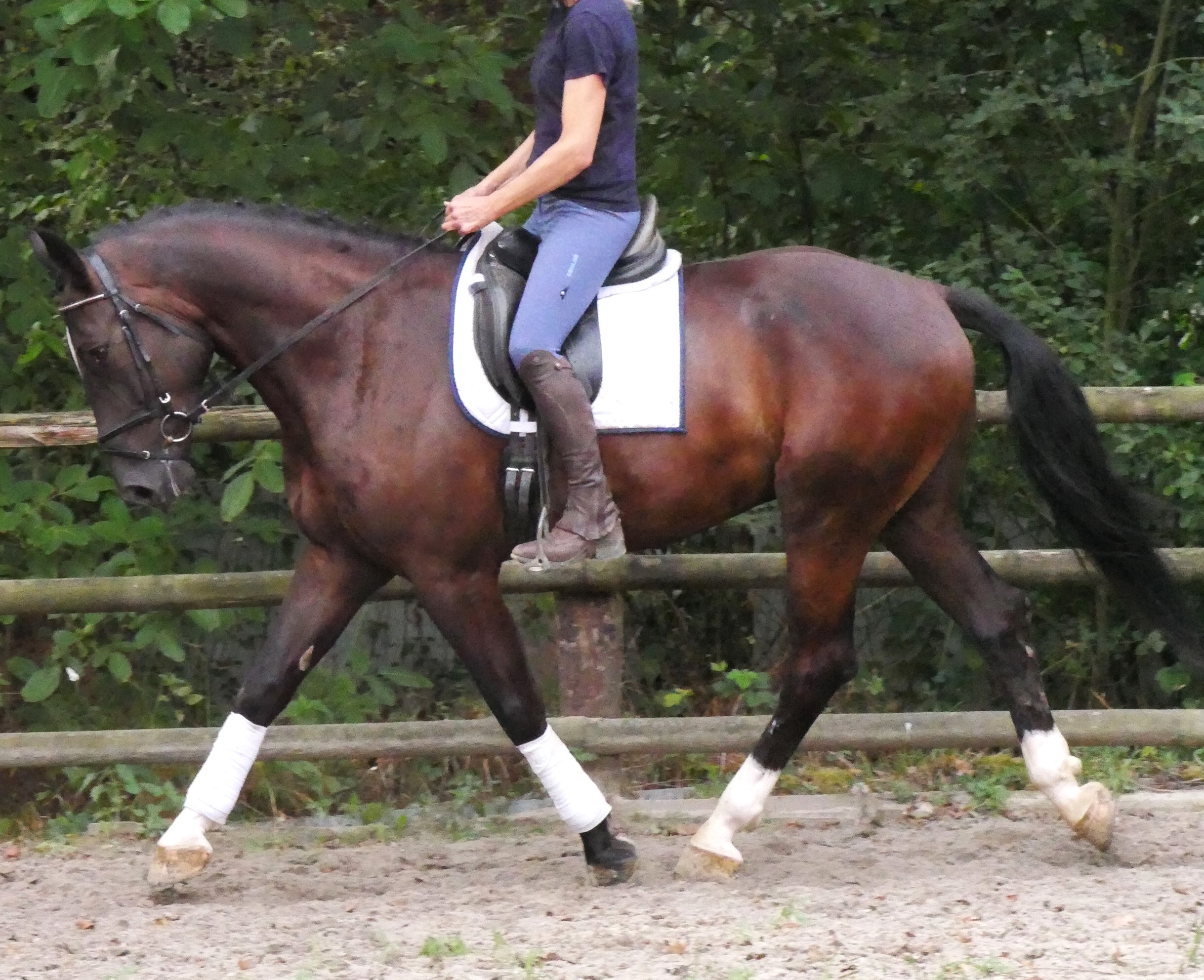 Warmblut Wallach Rys – Bild 9