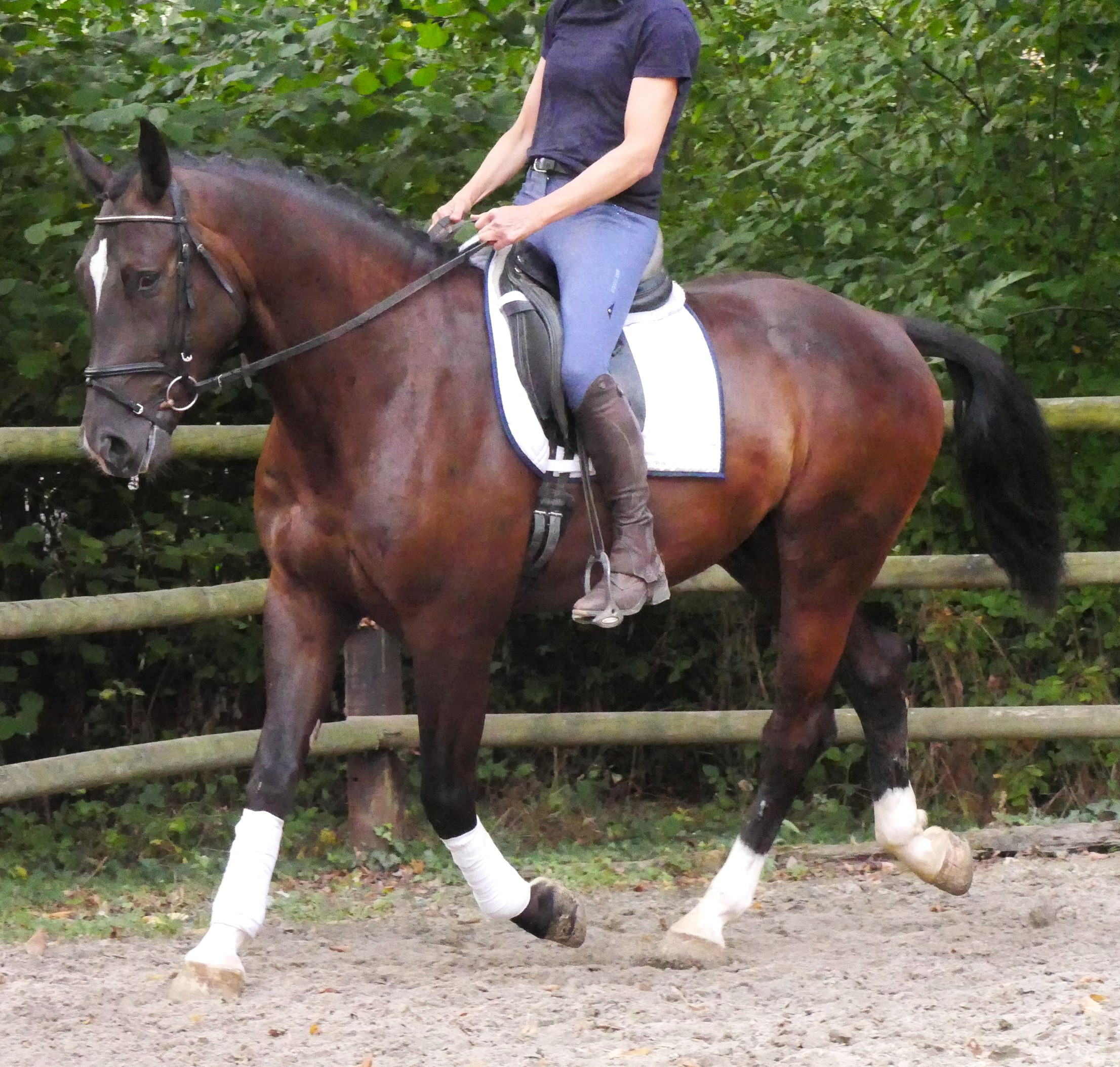 Warmblut Wallach Rys – Bild 10