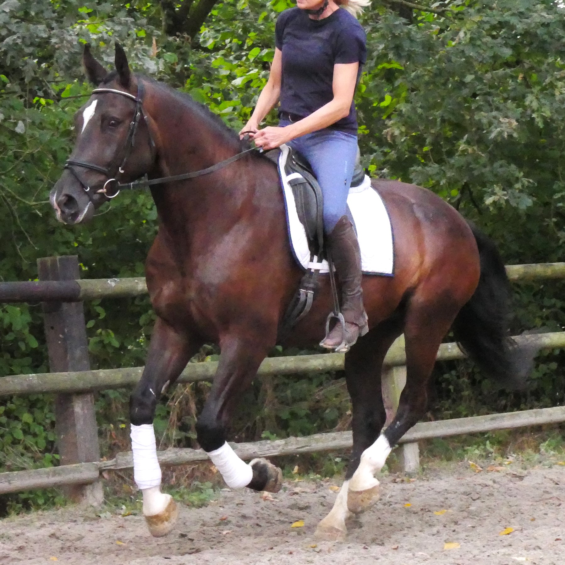 Warmblut Wallach Rys – Bild 11