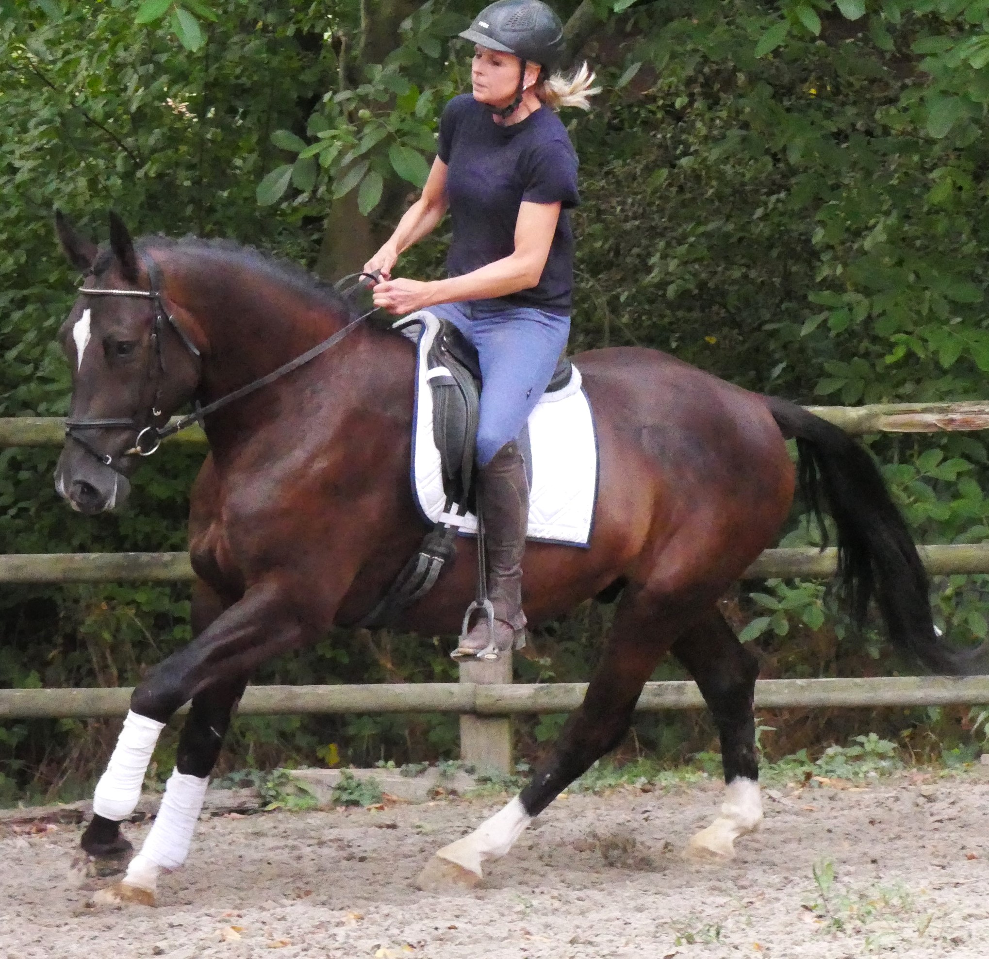 Warmblut Wallach Rys – Bild 12