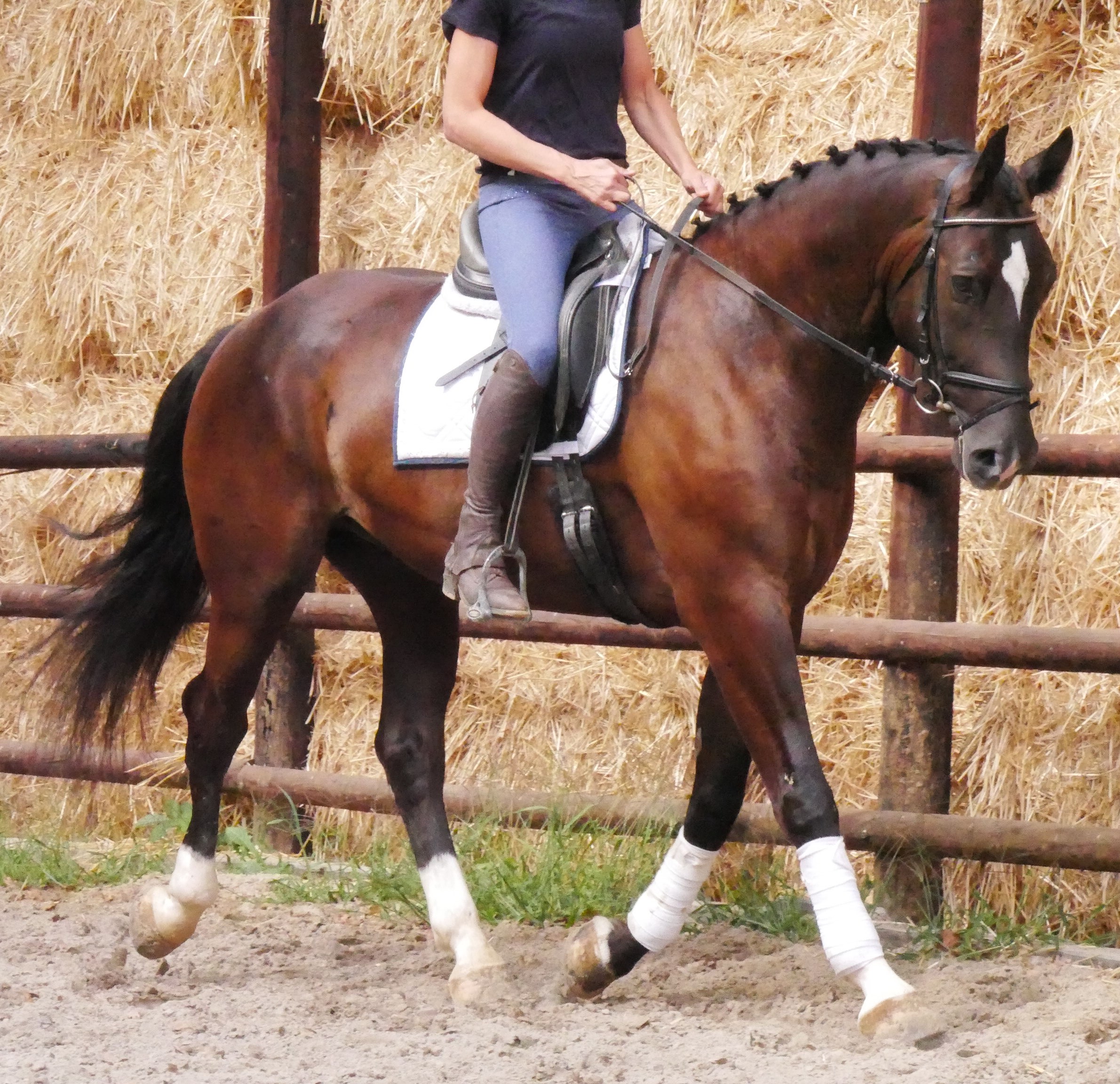 Warmblut Wallach Rys – Bild 13