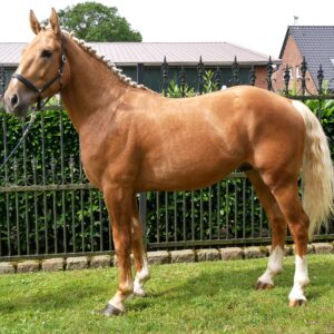 Warmblut Mix Wallach Aramis