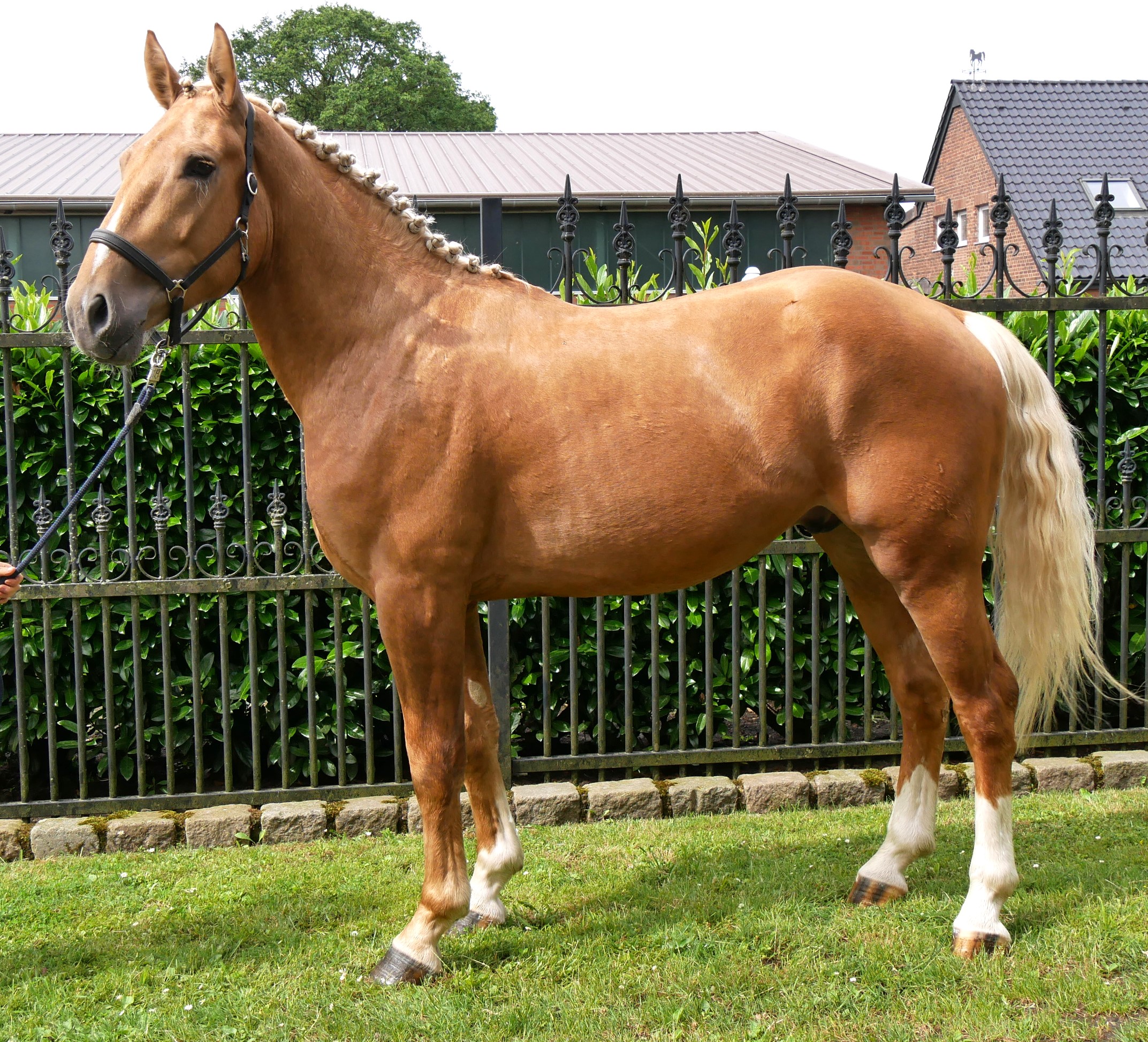 Warmblut Mix Wallach Aramis