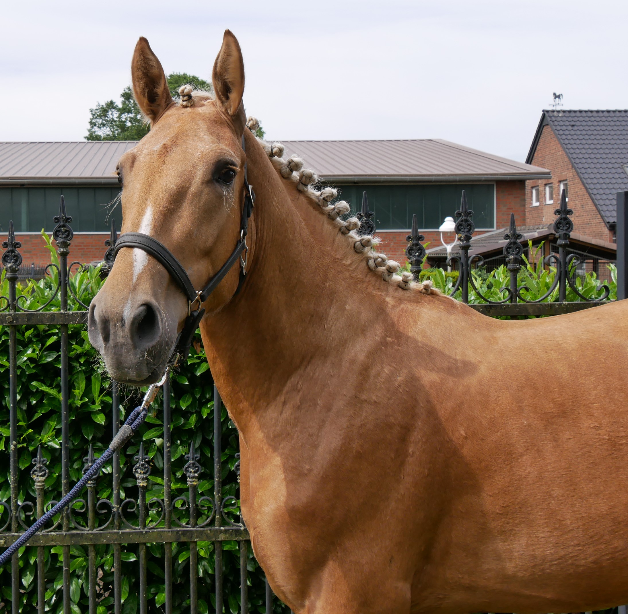 Warmblut Mix Wallach Aramis – Bild 2