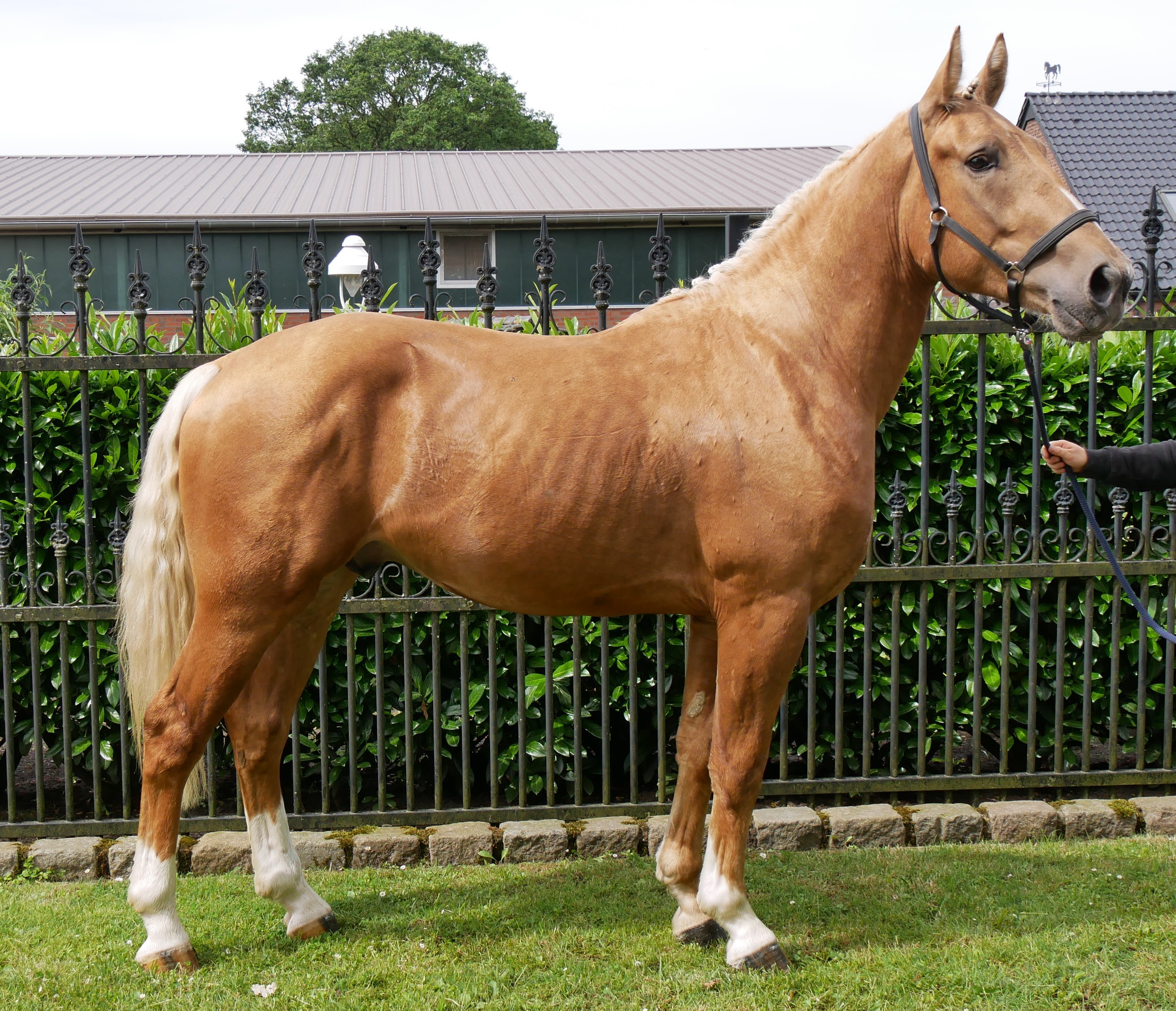 Warmblut Mix Wallach Aramis – Bild 3