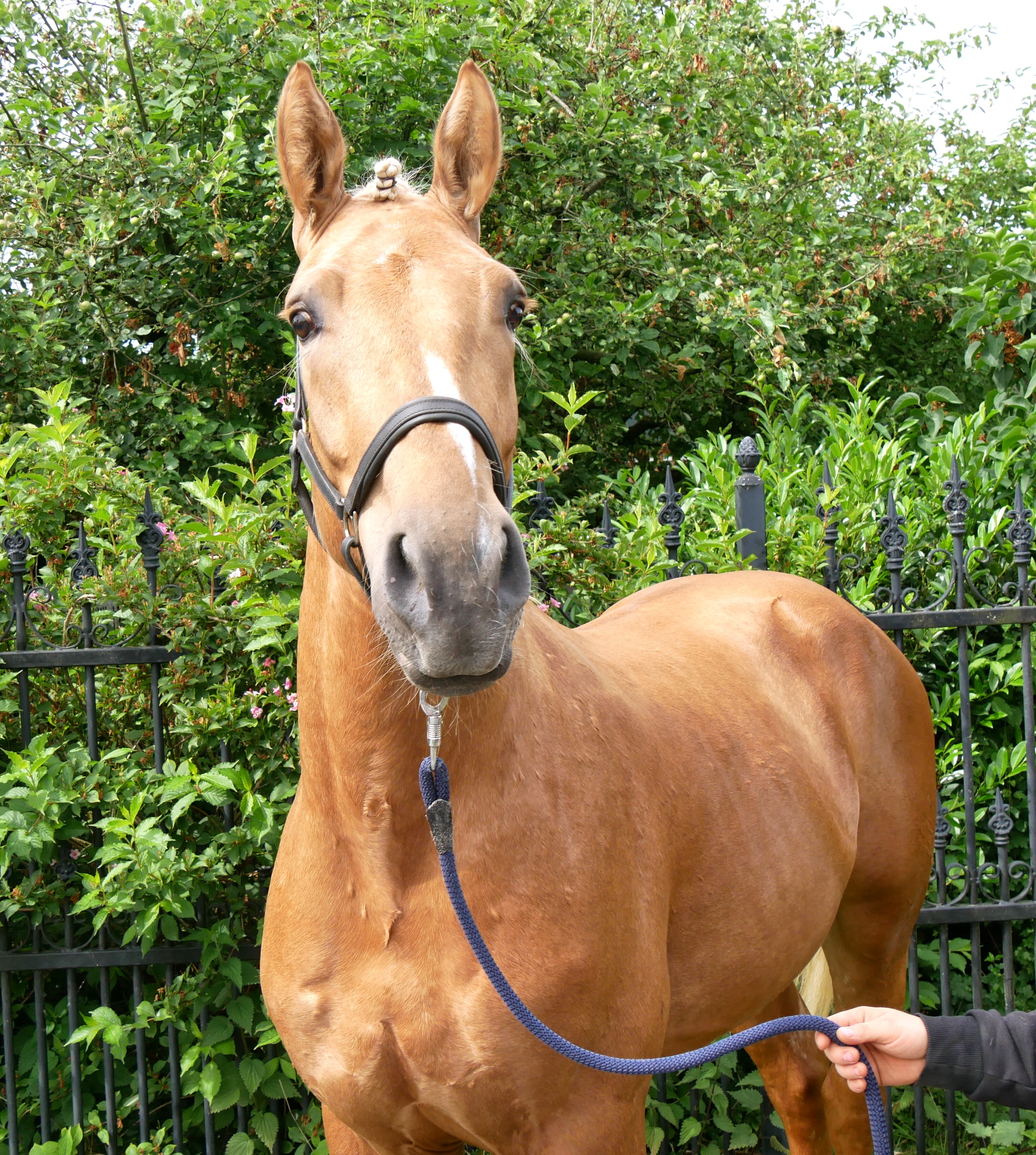 Warmblut Mix Wallach Aramis – Bild 4