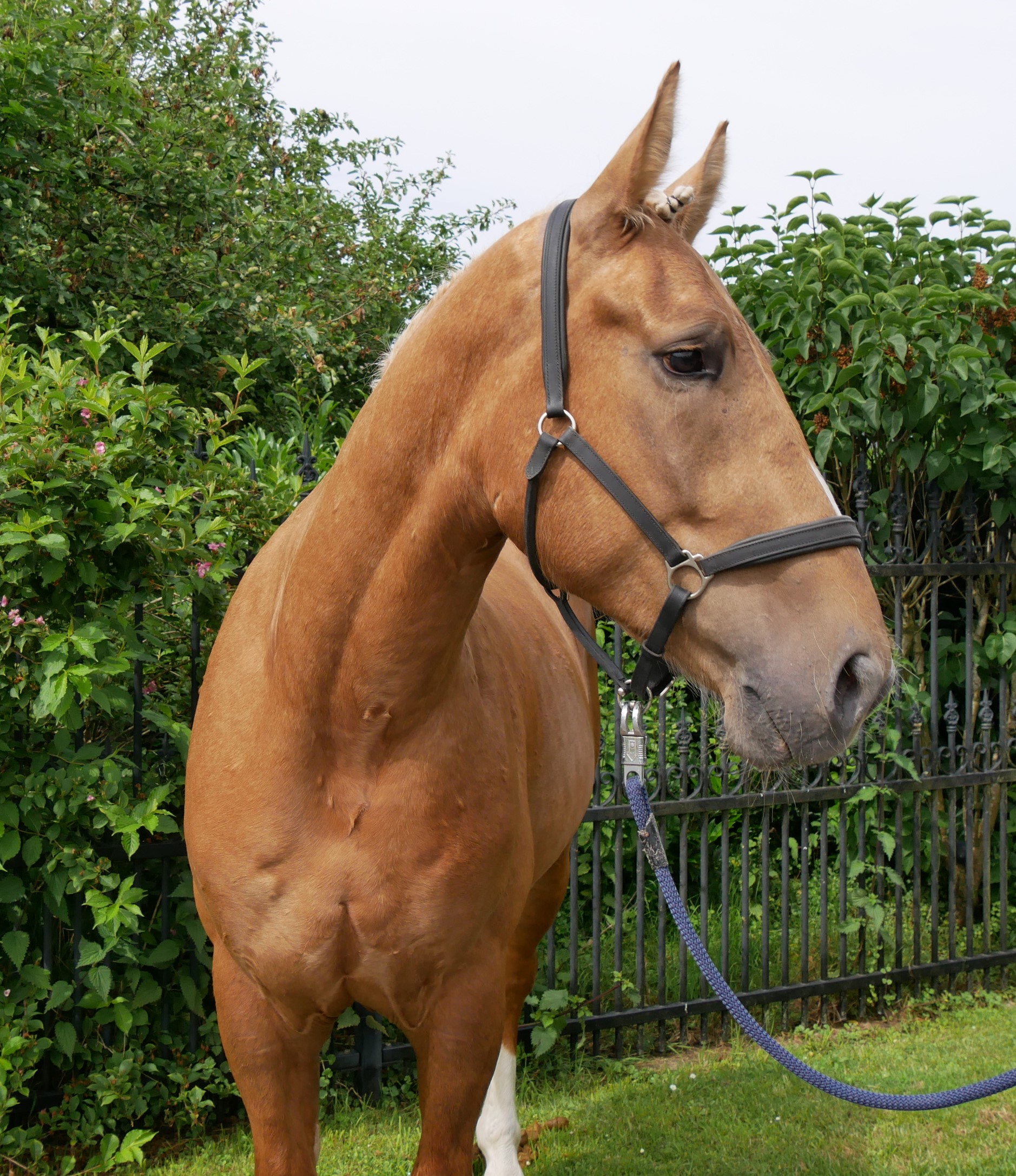 Warmblut Mix Wallach Aramis – Bild 5