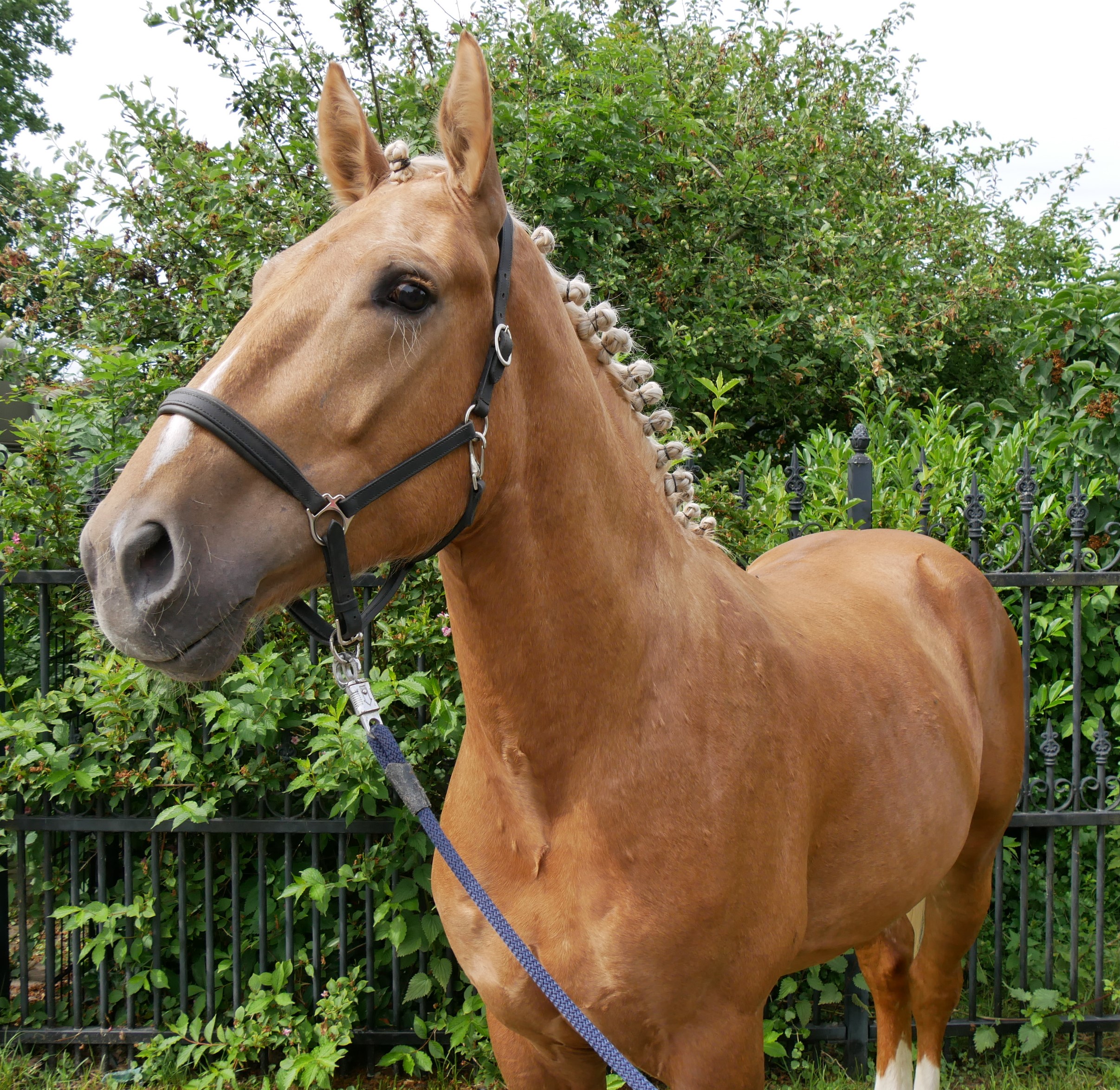 Warmblut Mix Wallach Aramis – Bild 6