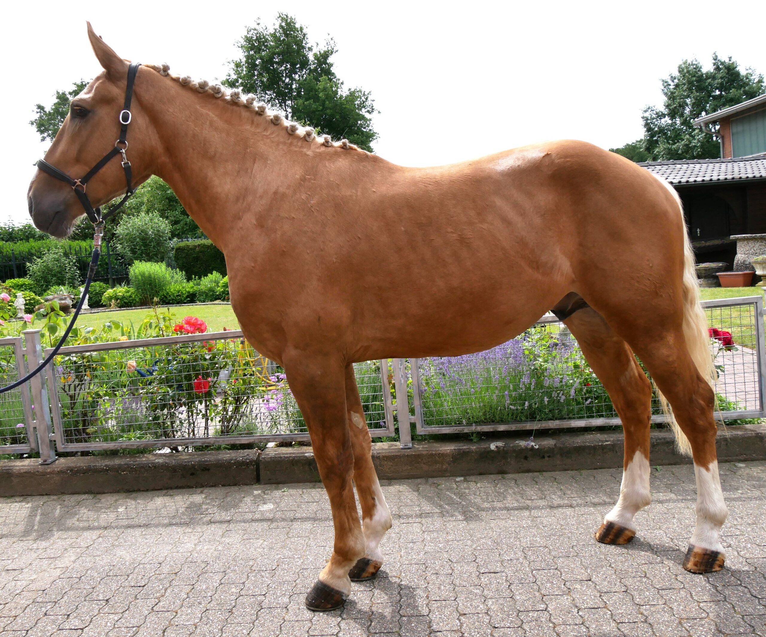 Warmblut Mix Wallach Aramis – Bild 7