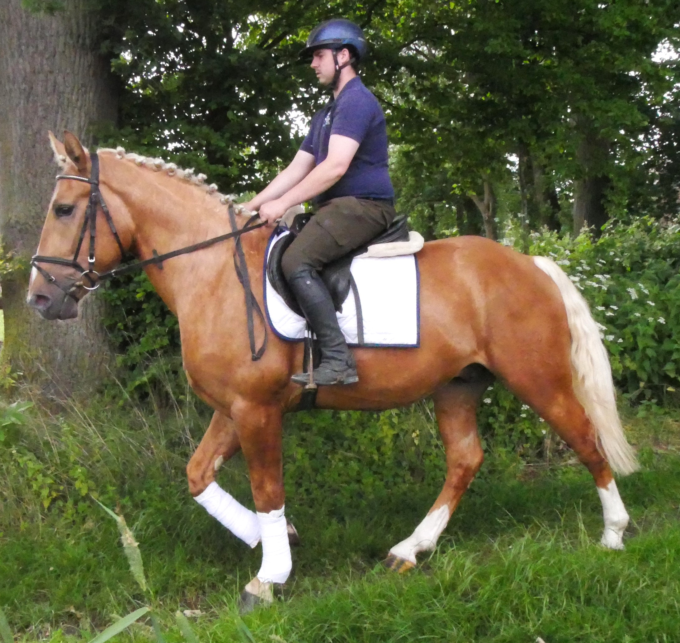 Warmblut Mix Wallach Aramis – Bild 8