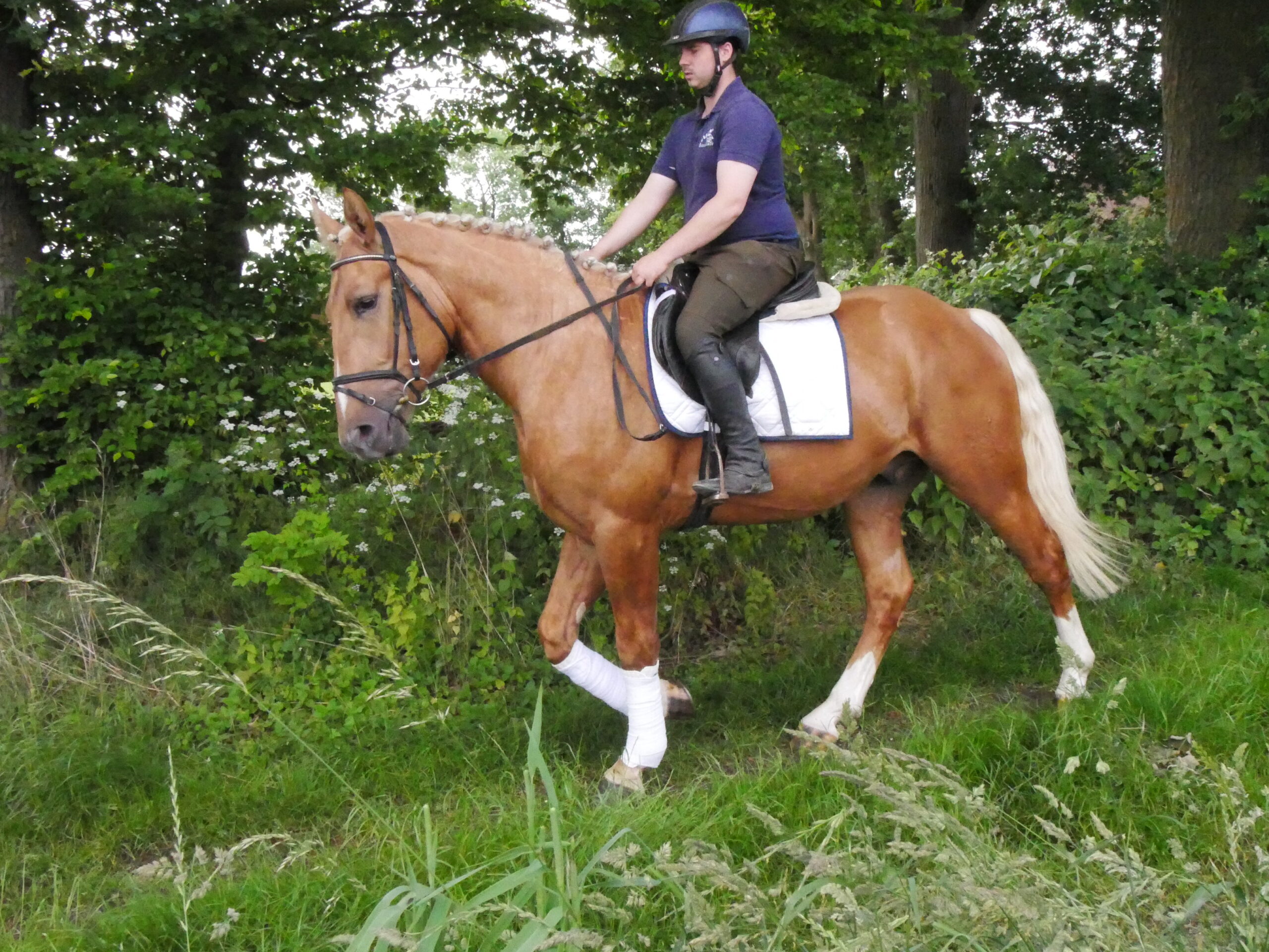 Warmblut Mix Wallach Aramis – Bild 9