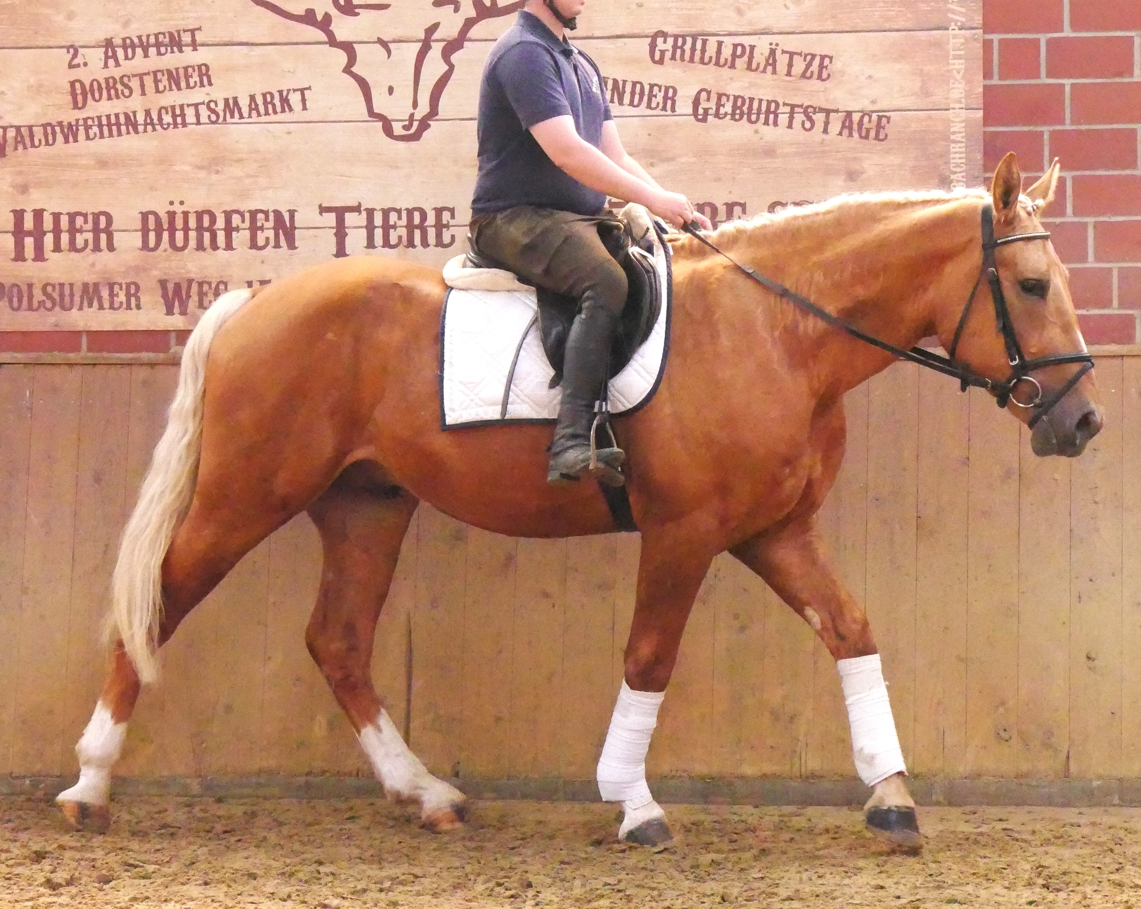 Warmblut Mix Wallach Aramis – Bild 10