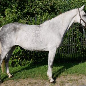 Schimmel Stute Colina