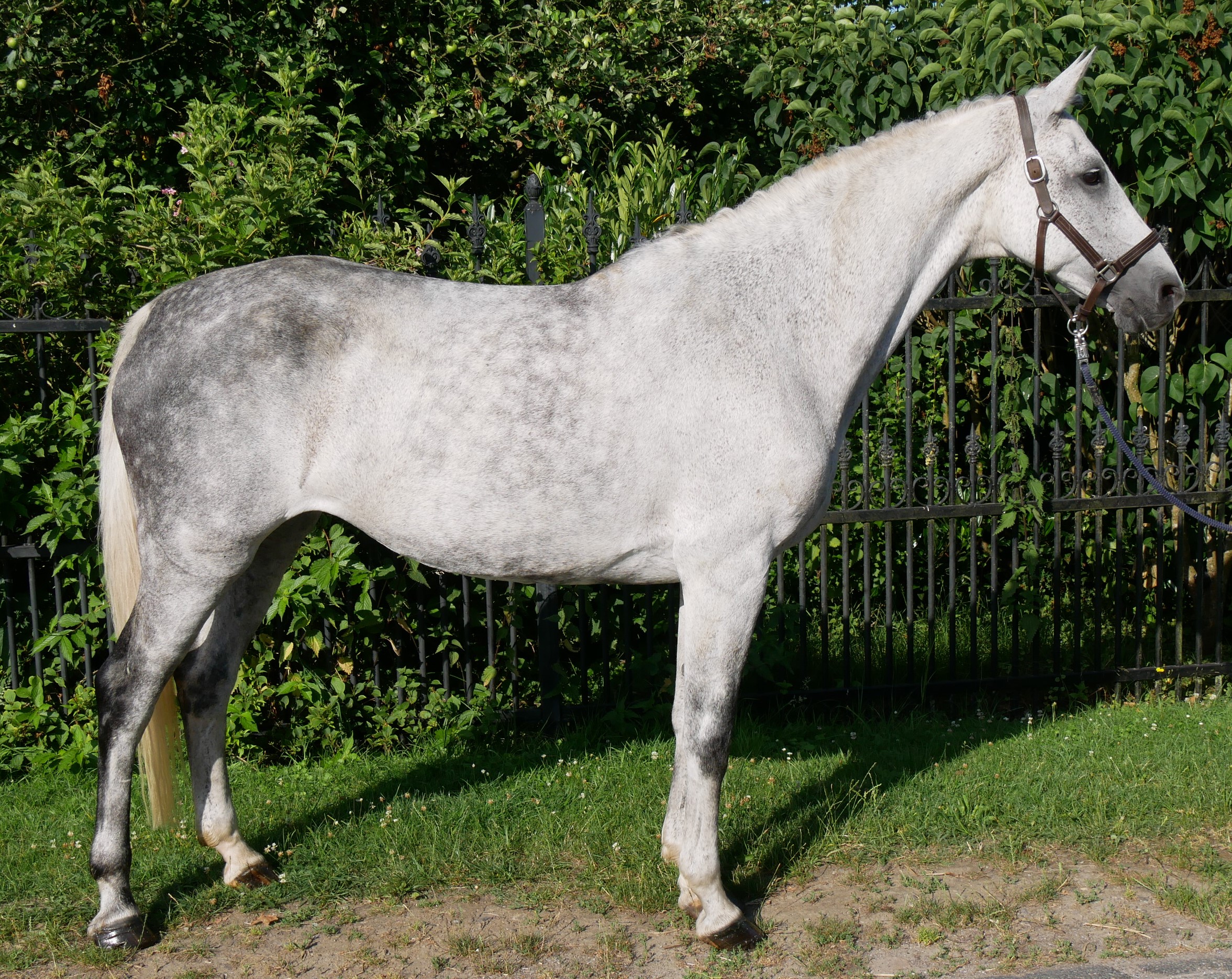 Schimmel Stute Colina