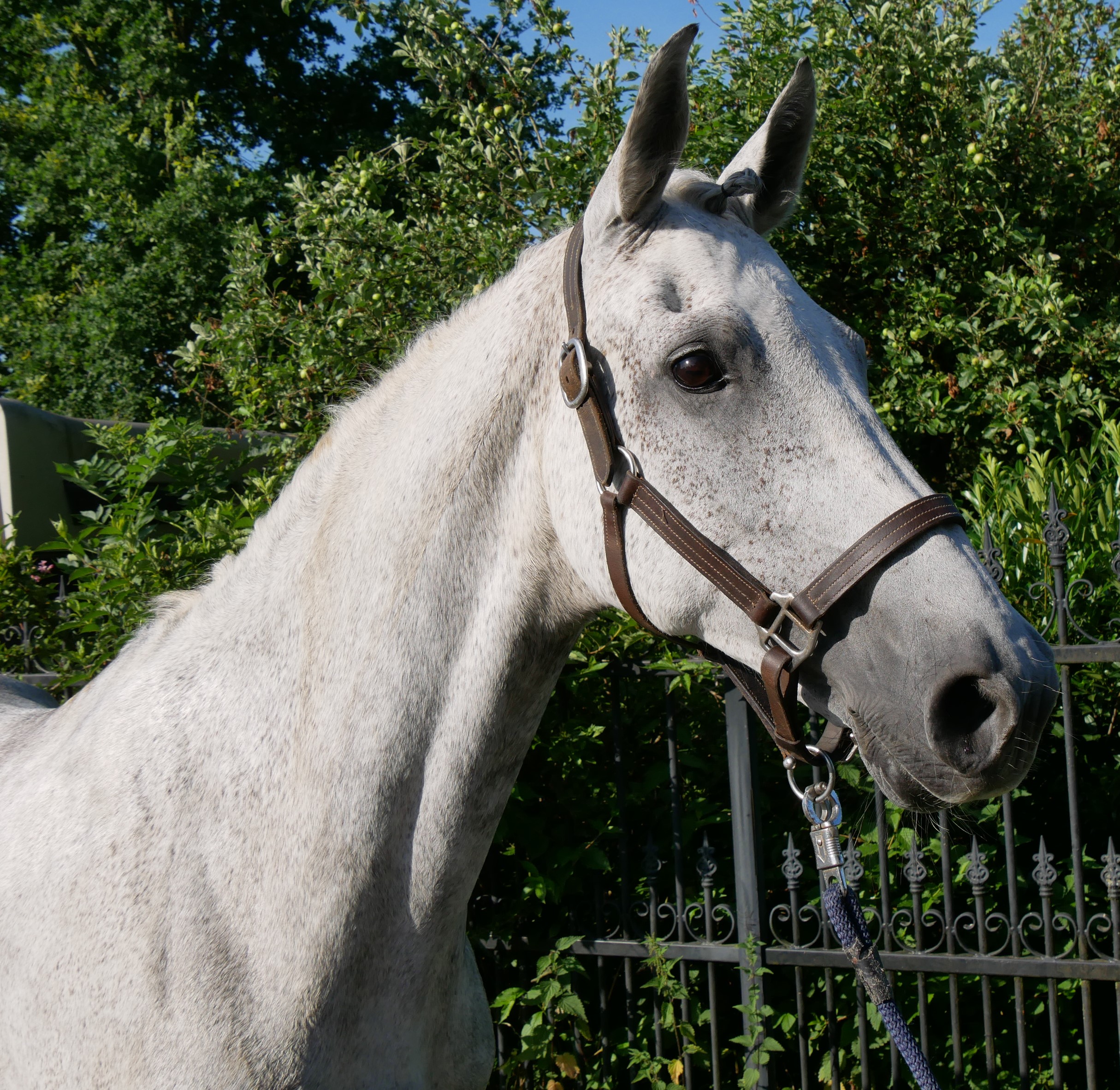 Schimmel Stute Colina – Bild 2