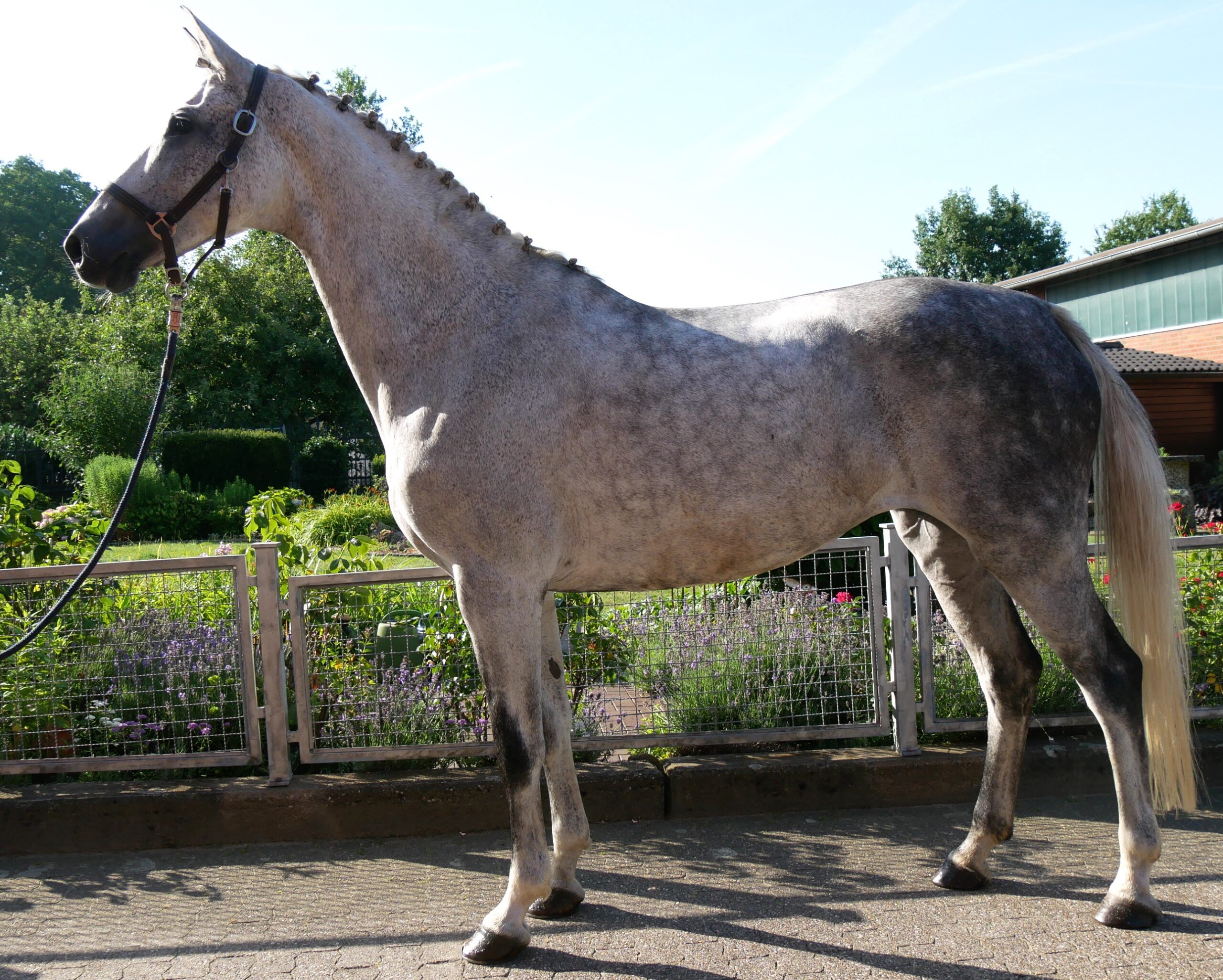 Schimmel Stute Colina – Bild 5