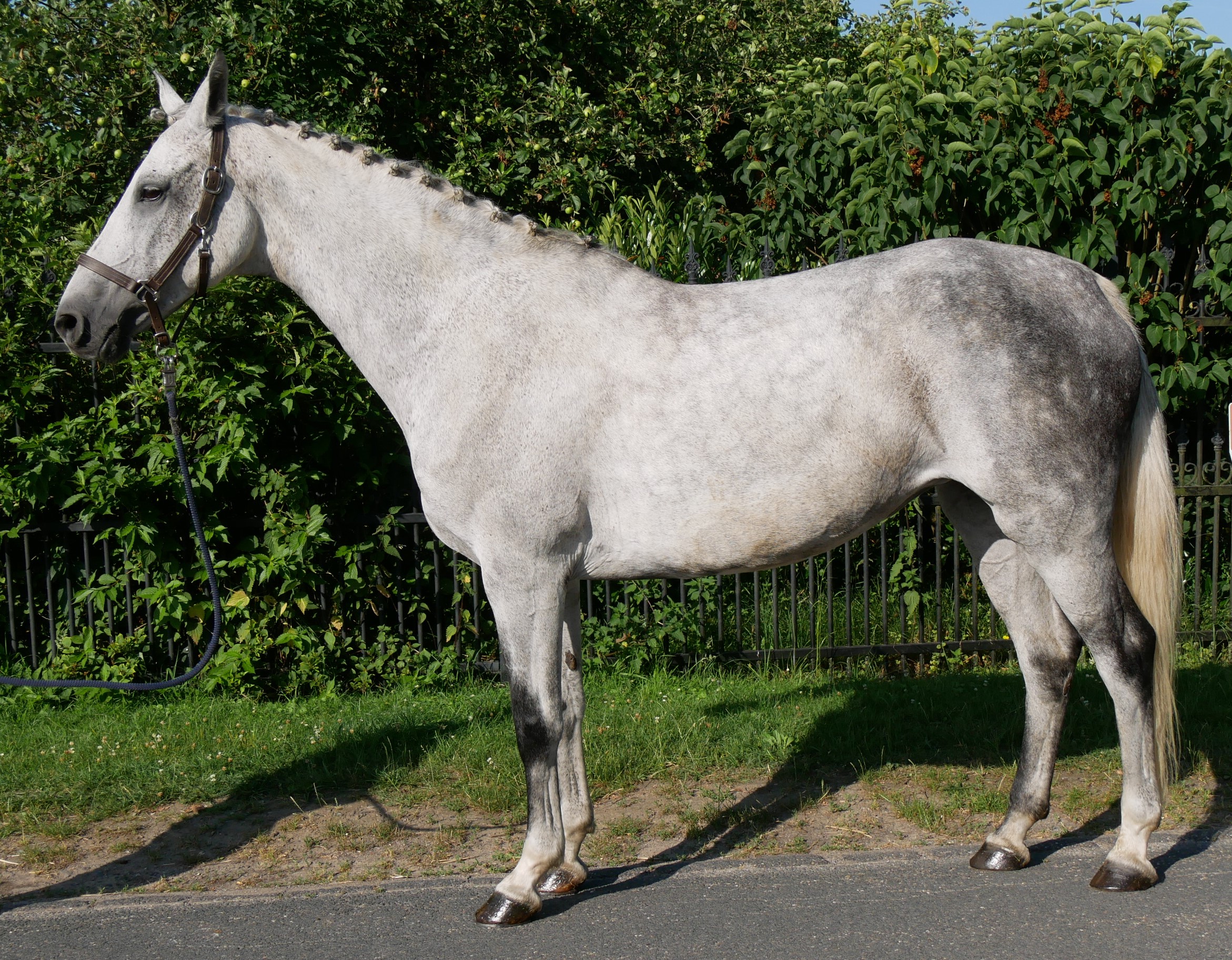 Schimmel Stute Colina – Bild 6