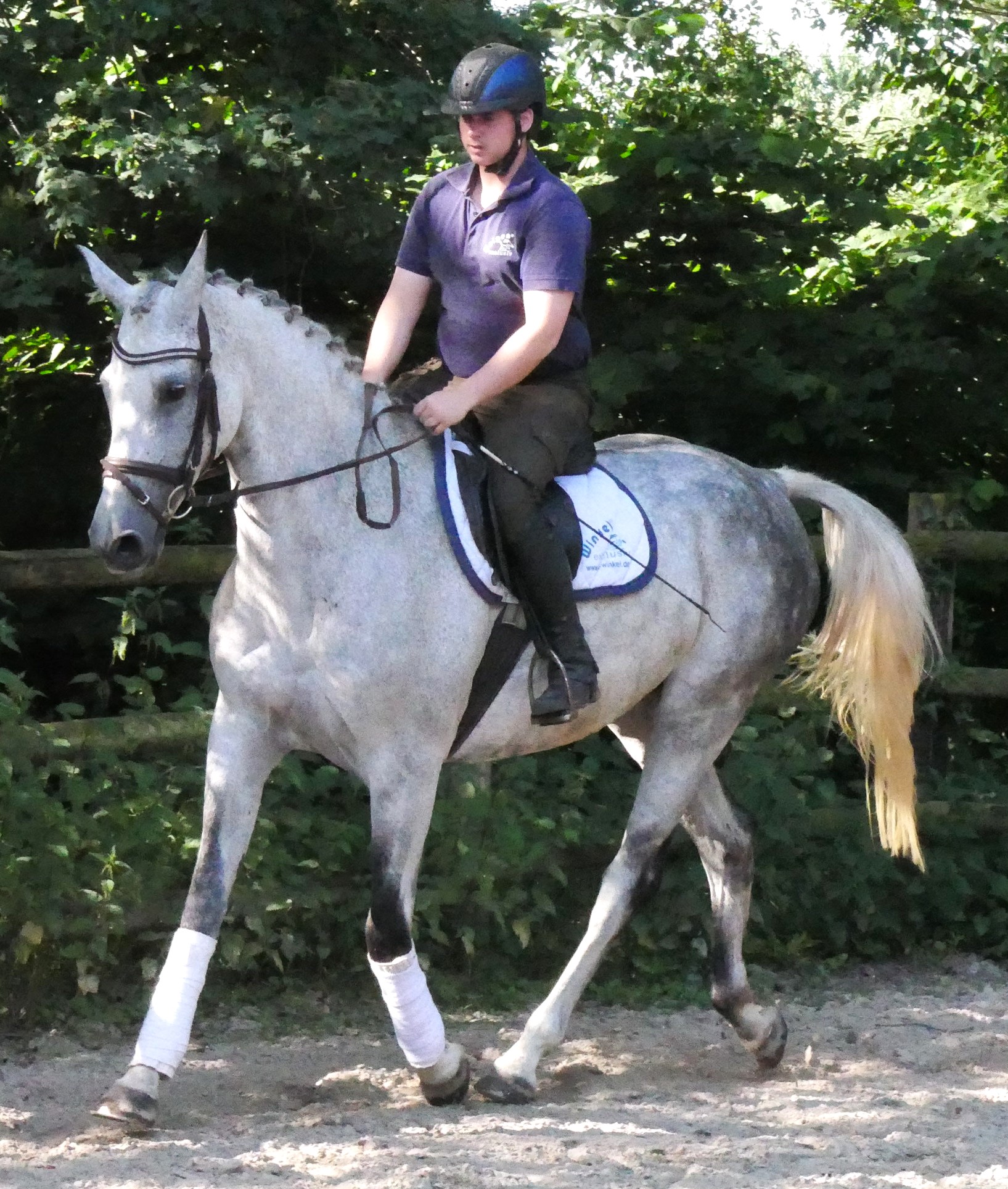 Schimmel Stute Colina – Bild 9
